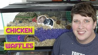 GERBIL CAGE TOUR  40 GALLON TANK [upl. by Lzeil226]