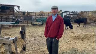 These Avileña Cattle Thrive On Very Little Feeding [upl. by Hayimas]