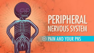 Peripheral Nervous System Crash Course Anatomy amp Physiology 12 [upl. by Shane136]