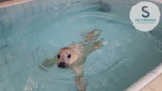 Grey seal pup Charlie has her first swimming lesson  Sealcentre Pieterburen [upl. by Ahsiadal201]