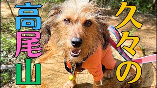 愛犬と高尾山へ！｜天狗焼・森林浴・犬と登山 [upl. by Attirb785]