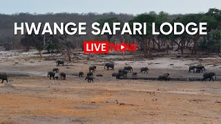 Hwange Safari Lodge  Zimbabwe  Live Wildlife Stream [upl. by Bronny]