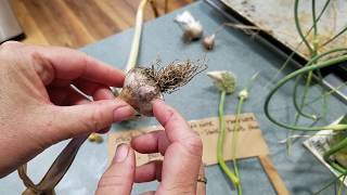 Garlic Flowers Corms and Bulbils [upl. by Malamud674]