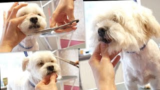 PetGroooming  Havanese Head Grooming 74 [upl. by Ztnaj614]