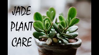 Jade Plant Care [upl. by Hairahs]