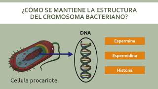 Genética Bacteriana [upl. by Arhas]