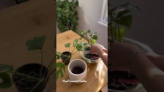 Styling A Rhaphidophora tetrasperma  Houseplants [upl. by Enaira148]