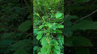 Hop Shoots Humulus Lupulus [upl. by Powder]