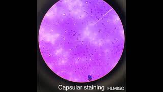 Bacillus capsular and spore staining [upl. by Liman361]