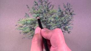 How to Draw a Tree with Colored Pencils [upl. by Enaasiali]