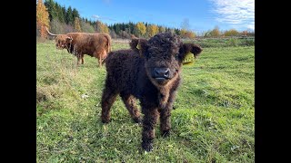 Fluffy Cow Munching on a Stick – Too Cute to Miss 🐄🍂 [upl. by Nomzed]