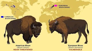 all bison and wisent species [upl. by Asseralc]