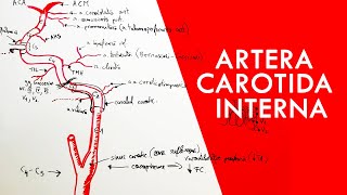 Artera Carotidă Internă [upl. by Rena]