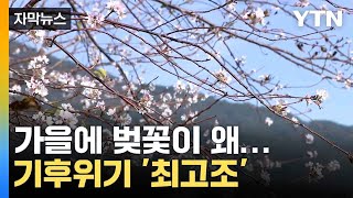 자막뉴스 가을에 핀 벚꽃의 섬뜩한 징조 quot계절마저 착각quot  YTN [upl. by Sucul]