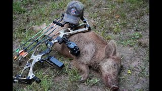 SOW DOWN Archery Hunting hogs8523 [upl. by Shea]