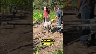 Agricultural Drone Spraying My 50 Acre Corn Field [upl. by Reppep468]