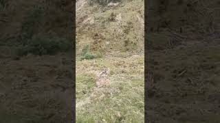 Real Video Pig hunting with dogs NZ Part 1 [upl. by Fessuoy]