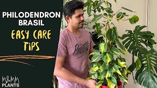 Philodendron Brasil Care Tips  Complete Care Guide To Keep Philodendron Healthy [upl. by Norvil]