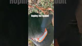 Hopping the wabbit [upl. by Anairam]