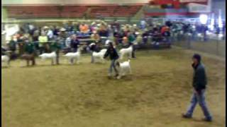 Muskogee County Livestock Show Day 1 [upl. by Aicilegna]