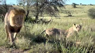 Kgalagadi Mating Lions [upl. by England]