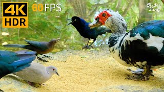 Cat TV for Cats to Watch 😺 Pretty Birds Ducks 🐭 Cute Rats Squirrels 🐿 8 Hours 4K HDR 60FPS [upl. by Nivej]