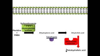 Sulfamethoxazole and Trimethoprim  Mechanism of Action [upl. by Ermentrude824]