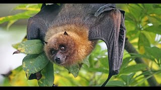 Evaluating Home Range Foraging Behaviour and Roost Loyalty of Greater Shortnosed Fruit Bats [upl. by Paterson]