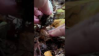 Schopftintling 🍴 Coprinus Comatus pilze fungi funghi mushroom natur wald outdoor [upl. by Nickles]