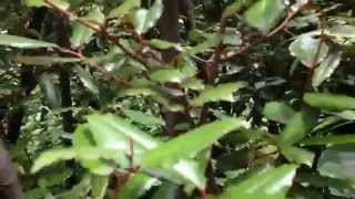 夏の苗代茱萸（ナワシログミ） Elaeagnus pungens Healing video [upl. by Samaj]