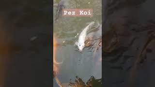 Pez Koi koi foryou fish fishing tendencias tending jardin japon japanese nature [upl. by Chinua]