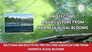 Controlling Microcystis in Fish Ponds with KN Aqua Probiotics  KN Biosciences [upl. by Lockhart987]