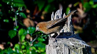 Baihualing Yunnan百花岭雲南Vinaceous Rose Finch酒紅朱雀Carpodacus vinaceus [upl. by Rorrys]