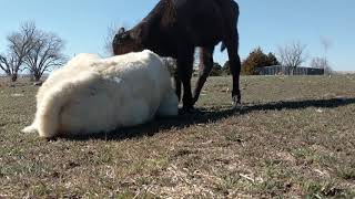 Wagyu and wagyu Charolais calves on a spring day in Nebraska [upl. by Nichola833]