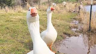 Embden Geese Attack [upl. by Llenol114]