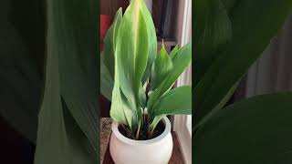 Aspidistra elation ‘Asahi’  Morning Sun Cast Iron Plant castironplant aspidistra asahi [upl. by Kciv]