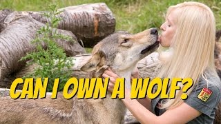 CZECHOSLOVAKIAN WOLFDOG  Should you get one [upl. by Jairia]