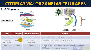 Hialoplasma citoesqueleto e movimentos celulares  Citoplasma parte 1 [upl. by Welby]