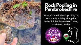 Rock Pooling on the Pembrokeshire Coast [upl. by Manton]