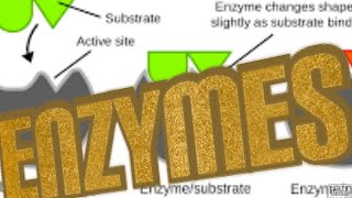 Enzymes Classification of enzymes Chemistry of EnzymesPart1 Medical Biochemistry [upl. by Tijnar]