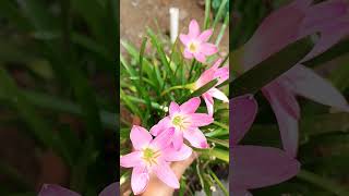 My flowers  🌺 ¹thotalo ¹ kommalo puvvu pusindhi pls subscribe my chnl frds  ytshortsviral🙏🙏🙏 [upl. by Rhynd]