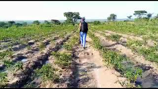 African Bird Eye Chilli Phase 1 [upl. by Norab]