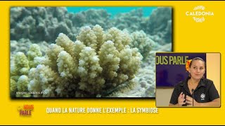 ÇA VOUS REGARDE  Quand la nature donne lexemple  la symbiose [upl. by Allicserp]