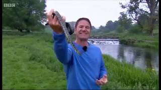 Grass Snakes on Springwatch 2018 [upl. by Ailaro301]