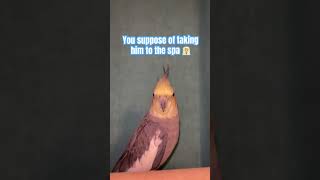 Oh yes the ✨SPA✨ fyp shorts viralvideo trending explore birds memez comedy acting [upl. by Chrissie]