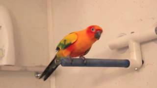 Sun Conure Dancing [upl. by Heilman]