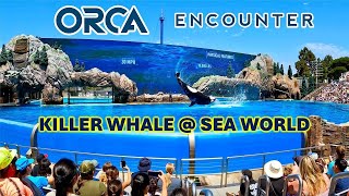 ORCA ENCOUNTER seaworldsandiego [upl. by Fusco]