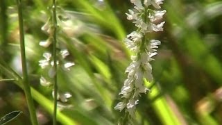 White SweetClover Melilotus albus Melilotus alba  Introduced Species [upl. by Noral]