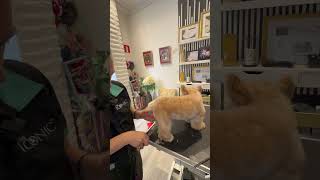 Cómo hacer con la tijera de peluquería canina las angulaciones a un biewer peluqueriacanina [upl. by Nacim133]