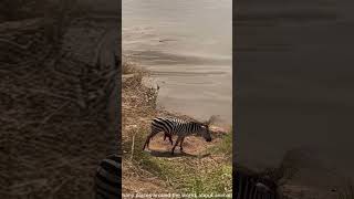 A zebra gravely injured collapses by the lake as a crocodile waits nearby PredatorVsPrey [upl. by Omrellug]